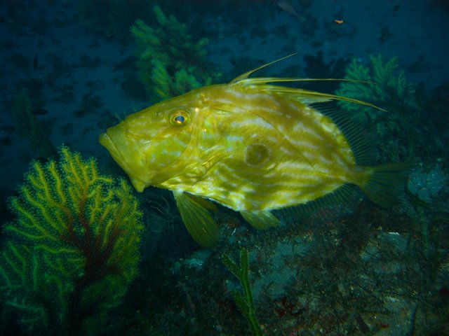 pesce San Pietro foto di Piero Greco